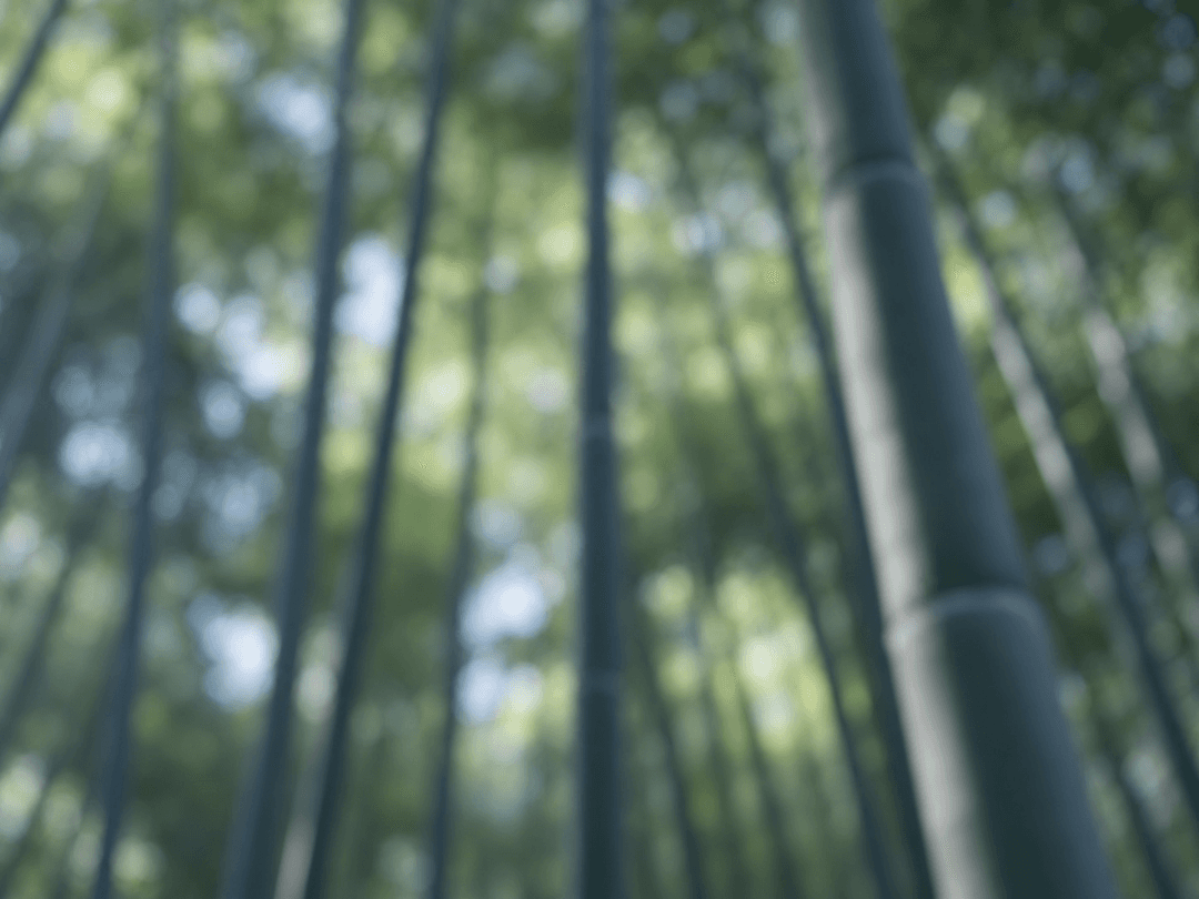 Projet Bamboo Prime II